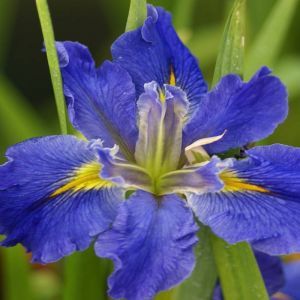 Iris Louisiana 'All Agaze'