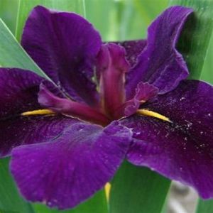Iris Louisiana 'Black Gamecock'