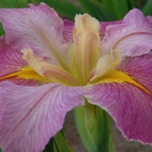 Iris Louisiana 'Cajun Capers'