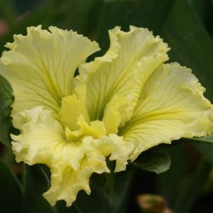 Iris Louisiana 'Spanish Ballet'