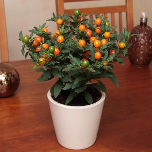 Solanum Pseudocapsicum 10 cm