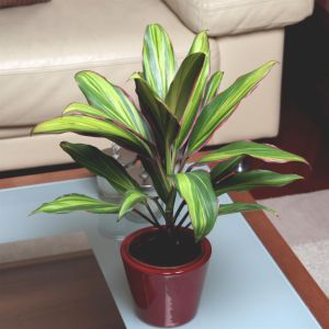 Cordyline Fruticosa Kiwi 13 cm
