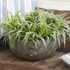 Chlorophytum Ocean P12