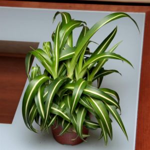 Chlorophytum Pacific P12