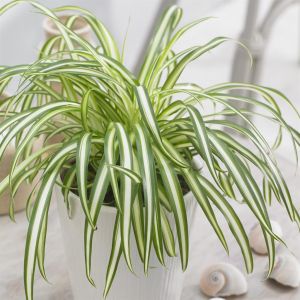 Chlorophytum comosum 'Atlantic' P12