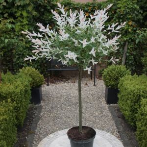 Standard Salix Hakuro-nishiki