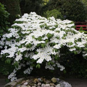 Viburnum plicatum Mariesii P9