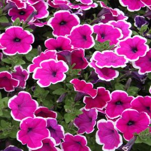 Petunia met witte rand x 3
