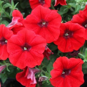 Petunia cascading Red P10