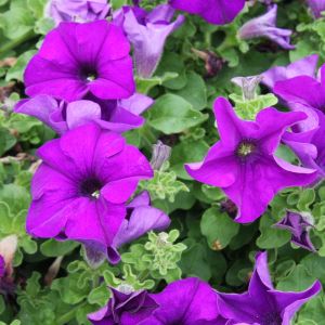 Petunia cascading Purple P10