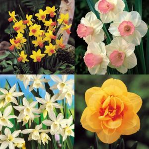 Narcissi Exotic Collection (4 x 10) A