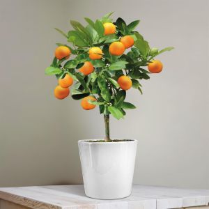 Orange Tree P11