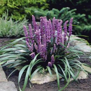 Liriope muscari Ingwersen