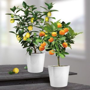 Combo Lemon/Orange P11