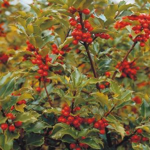 Ilex x meserveae Blue Prince
