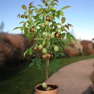 Standard Walnut Juglans regia P20