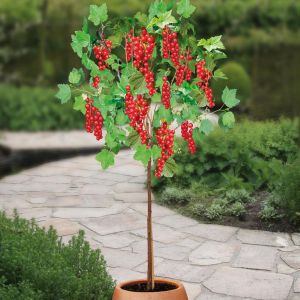 Standard Redcurrant Ribes Jonkheer van Tets P19