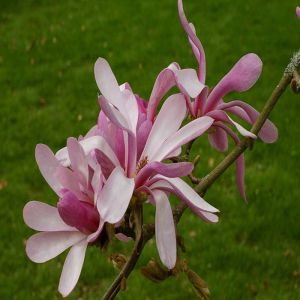 Magnolia loebneri Leonard Messel P9
