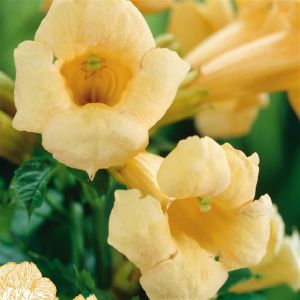 Campsis radicans Flava P17