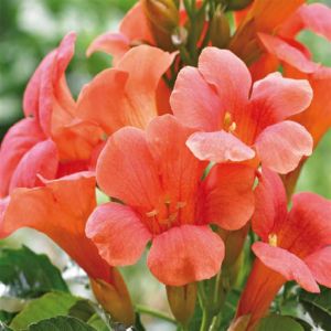 Campsis tagliabuana Madame Galen P17