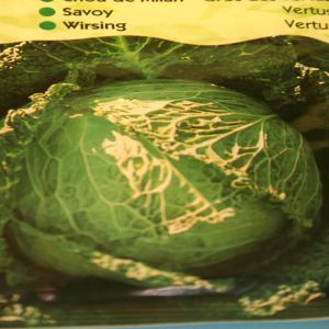 Savoy Cabbage Vertus
