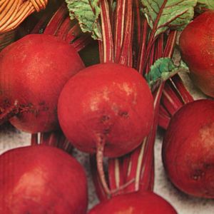 Beetroot Detroit seed bag