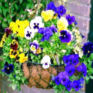 Viola pansy hybrids