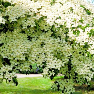 Cornus kousa 9 cm pot
