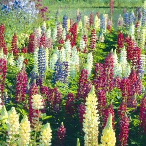 Lupine Mix 10cm pot