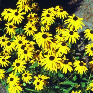 Rudbeckia fulgida Gold Sturm