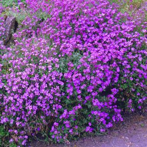 Aubrieta Purple P13