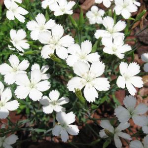 Dianthus deltoides Albiflorus 9 cm pot