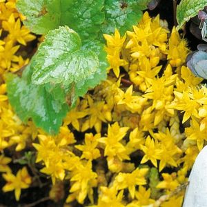 Sedum acre 7 cm pot