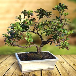 Bonsai Rhododendron indicum 14 yrs old