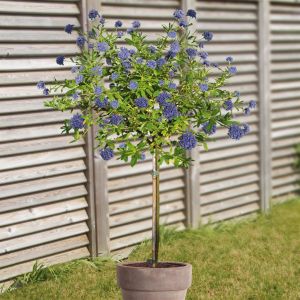 Ceanothus Standard tree