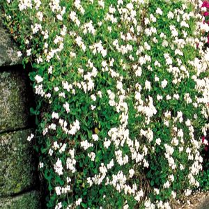 Phlox subulata White P9