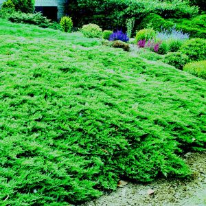 Juniperus horizontalis Wiltonii 9 cm pot