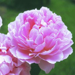 Paeonia lactiflora 'Sarah Bernhardt'