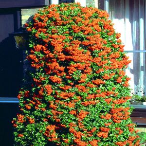 Pyracantha Orange Glow 14 cm