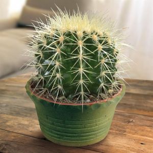 Echinocactus Cactus Grusonii P12