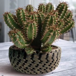 Euphorbia enopla 10.5 cm pot