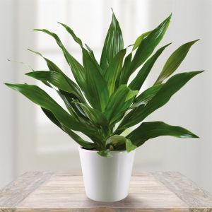 Dracaena fragrans Green Jewel