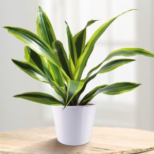 Dracaena fragrans Surprise