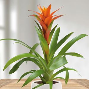 Bromelia Orange 12 cm
