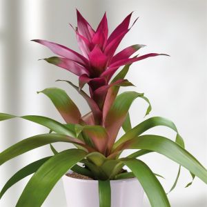 Bromelia Purple 12 cm