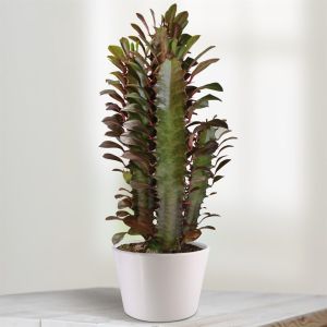 Euphorbia trigona Rubra 10 cm pot