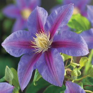 Clematis Barbara Jackman P11
