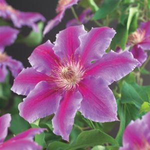 Clematis Dr Ruppel P11