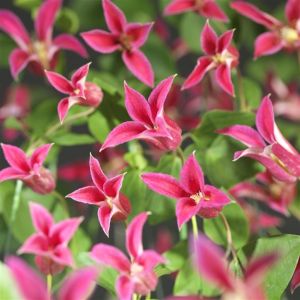 Clematis Princess Diana P11