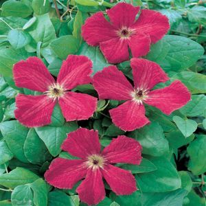 Clematis Rubra 11 cm